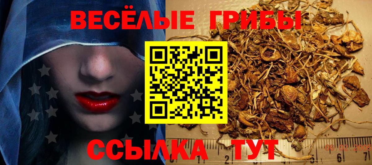 Галлюциногенные грибы мицелий  где найти наркотики  Междуреченск  Вход с VPN  Псилоцибиновые грибы Cubensis 